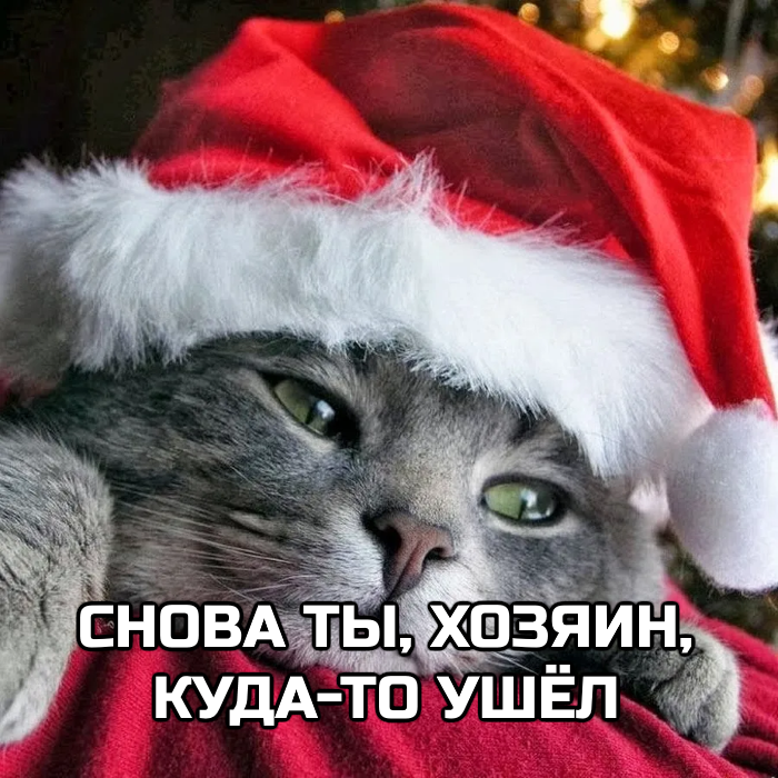 Песня Котов Про Новый Год