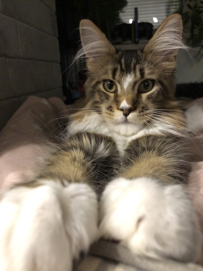 ����-������, ������-�������...