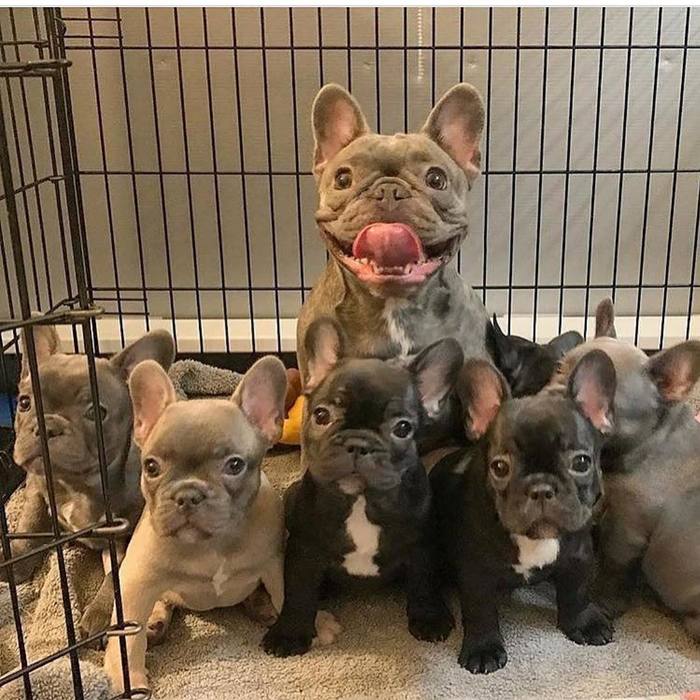 Создание "Габсбургов"