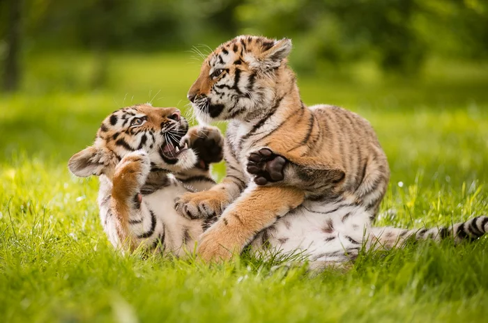 Results of 2020 for large and rare Russian cats - Big cats, Rare view, Tiger, Amur tiger, Leopard, Far Eastern leopard, Snow Leopard, Wild animals, , 2020, , Predator, Species conservation, Longpost, Russian Geographical Society