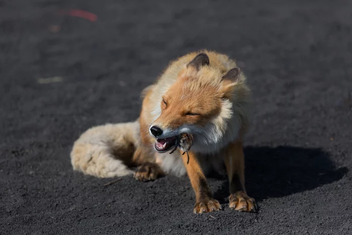 2020, go away! - My, Kamchatka, Fox, 2020, Mouse, Photo tour, Travels, Animals