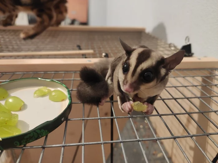 Sugar gliders or night awls - My, Sugar Possum, Pets, Video, Longpost