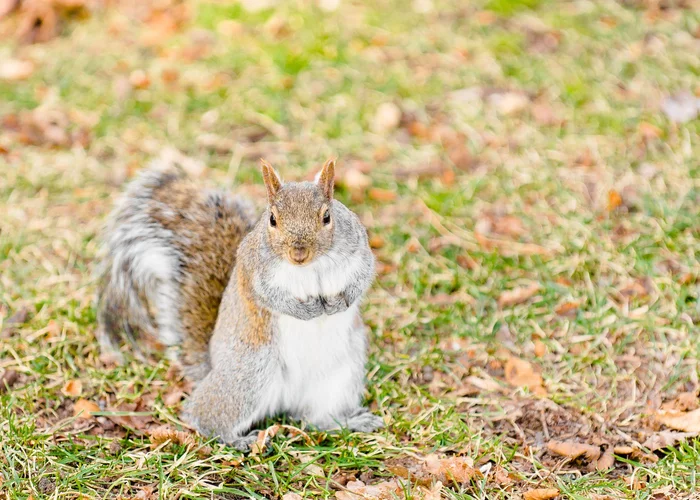 Aggressive New York Squirrels - Squirrel, New York, USA, Wild animals, Attack, Aggression, Negative, The national geographic, , Suddenly, Video, Longpost