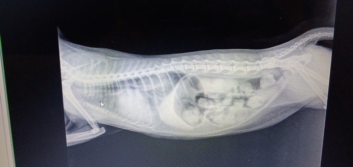 Подскажите с отеком лёгких у кошечки