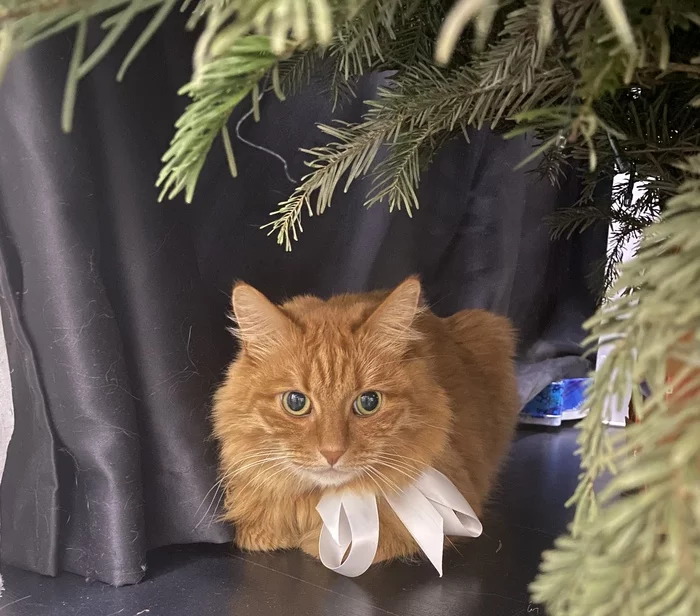 The main gift took its place under the tree - My, cat, Redheads, Pets