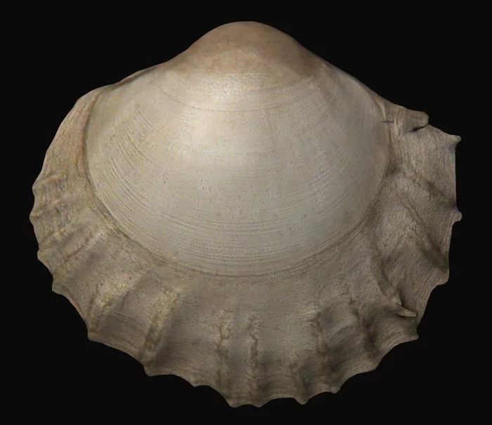 Microscopic seashells for a science photo competition - My, Scientific photo contest, Clam, Biology, Zoology, Longpost
