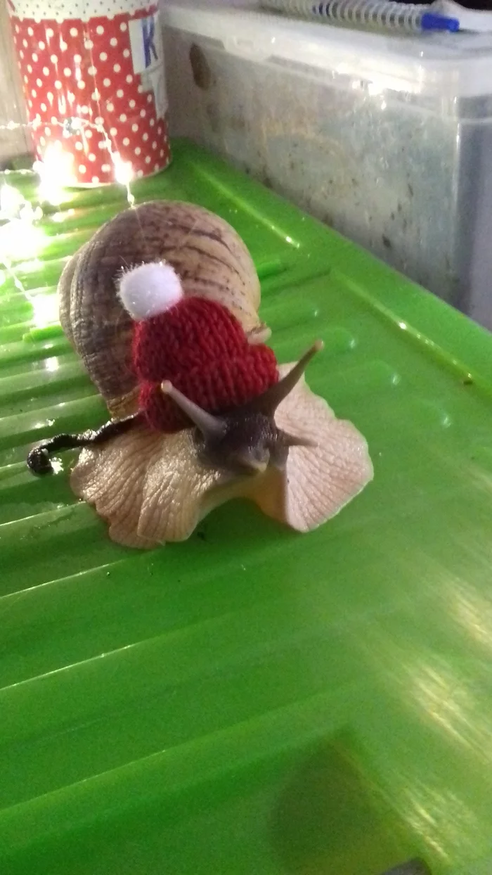 Happy New Year and a strange question - My, Snail, Reticulata, Oddities, Longpost