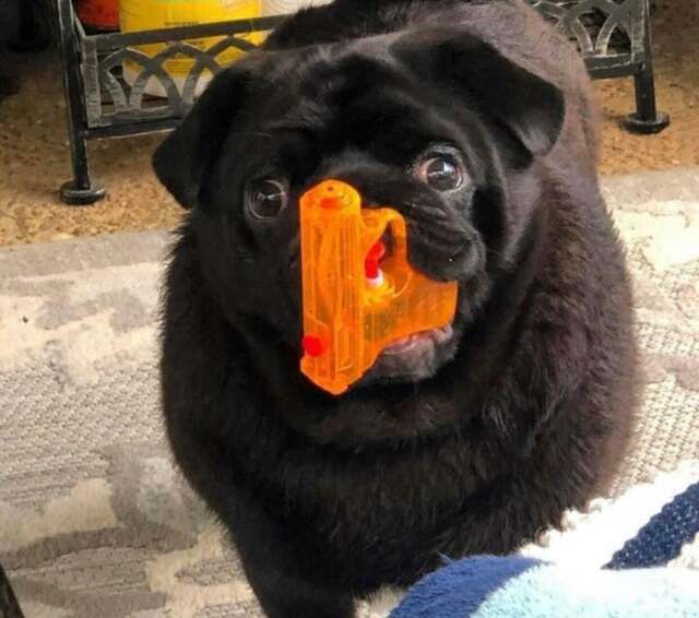 Samuel L. Jackson, canine version - Dog, Pug, Water gun, The whole world of mazafak