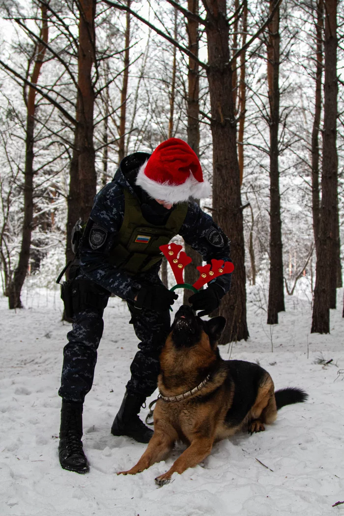 On the eve of the new year - My, New Year, Congratulation, Dog, German Shepherd, Longpost