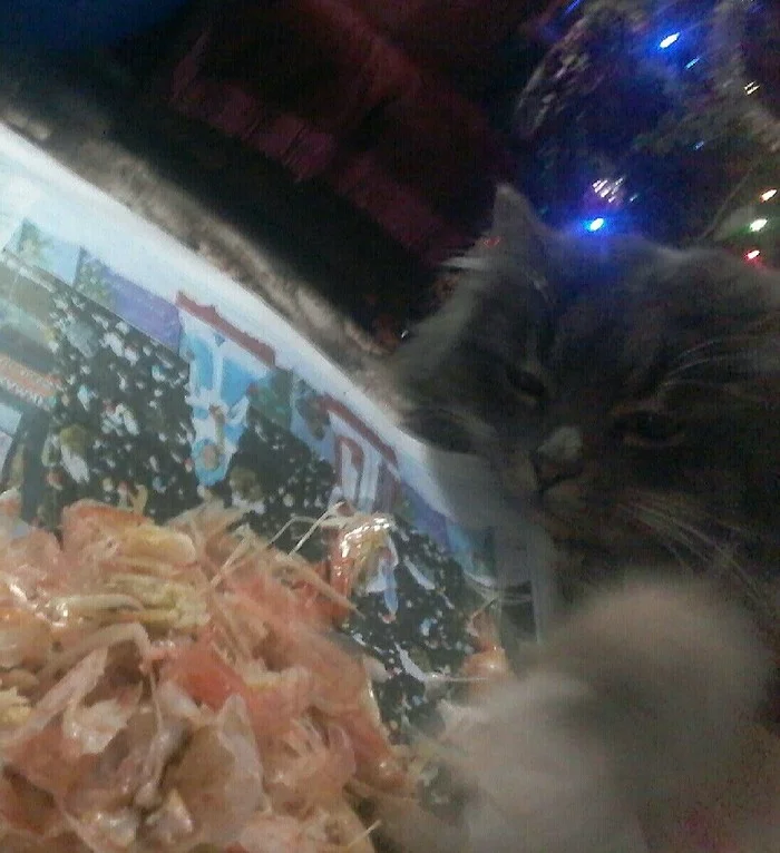 Assistant) - My, cat, Shrimps, New Year, Mobile photography