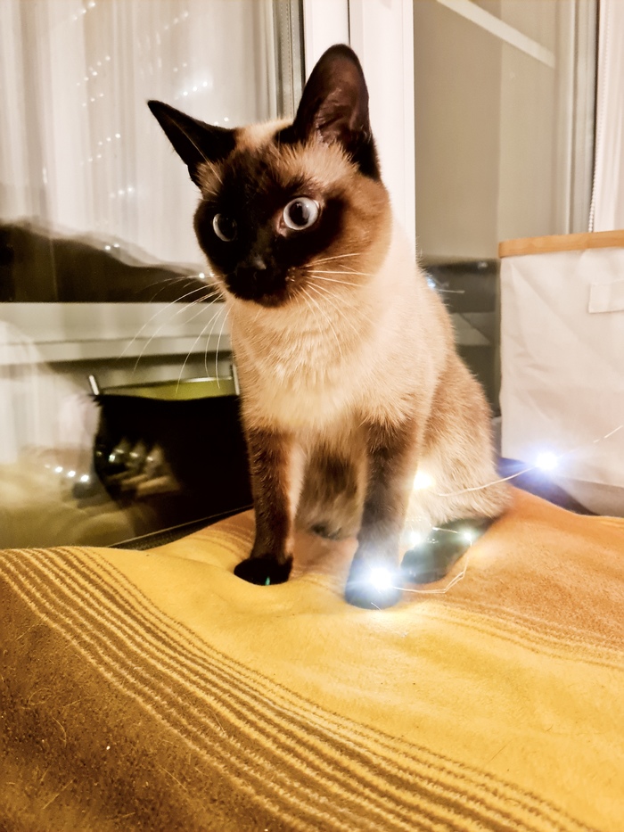 С Наступающим на лапы Новым годом!