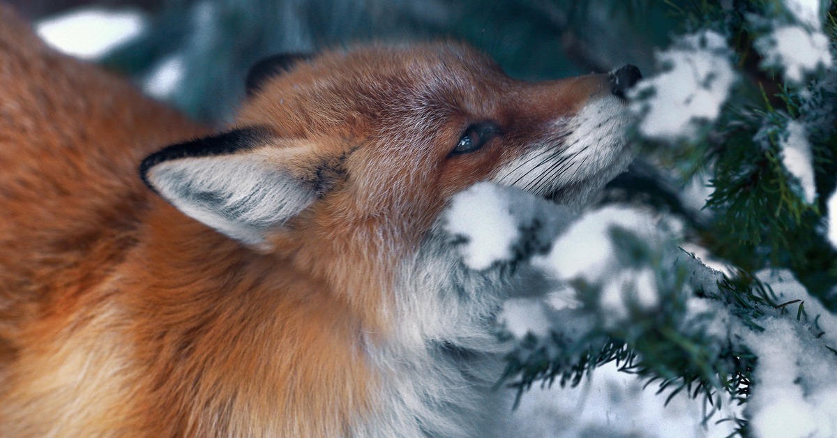Fox 14. Лиса. Лиса зимой. Рыжая лиса. Красивая лиса.