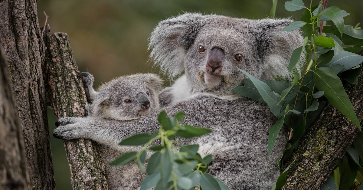 Коала мама. Коала с детенышем. Медведь коала. Коала и детеныш Австралия. 2 В 1.