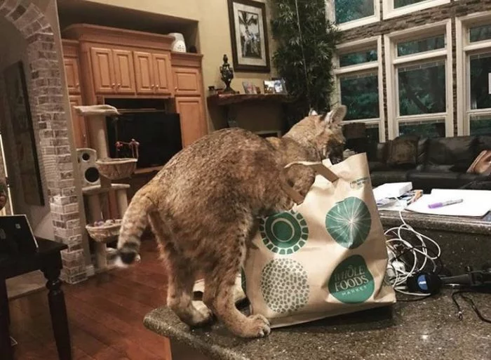A kind girl saved a cat and brought it home... - Lynx, Small cats, Animal Rescue, USA, Error, Surprise, Longpost