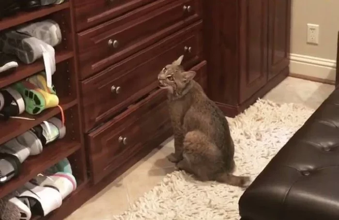 A kind girl saved a cat and brought it home... - Lynx, Small cats, Animal Rescue, USA, Error, Surprise, Longpost