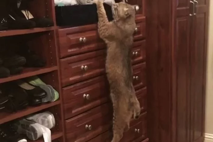 A kind girl saved a cat and brought it home... - Lynx, Small cats, Animal Rescue, USA, Error, Surprise, Longpost