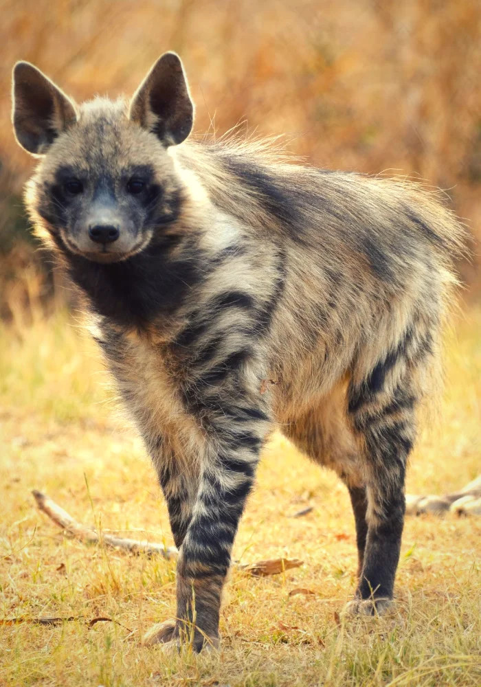 The striped hyena is found in the national parks of Azerbaijan - Hyena, Striped hyena, Azerbaijan, National park, Wild animals, Rare view