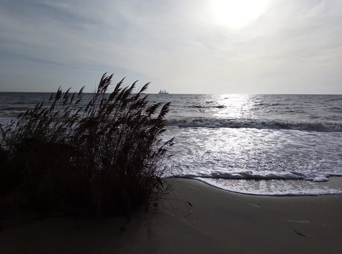 Regarding the reeds on the Black Sea coast - My, Black Sea, Reeds, Typha, Proof, Bother, Video, Longpost