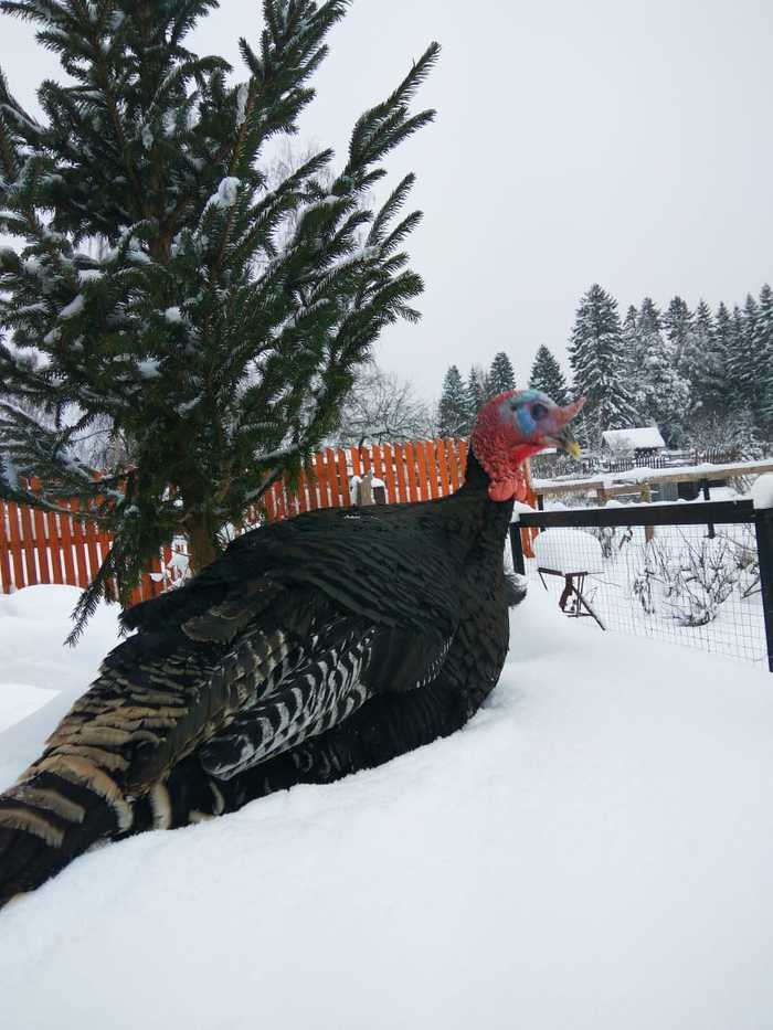 Mother-in-law's turkey - My, Turkey, Solikamsk, The photo