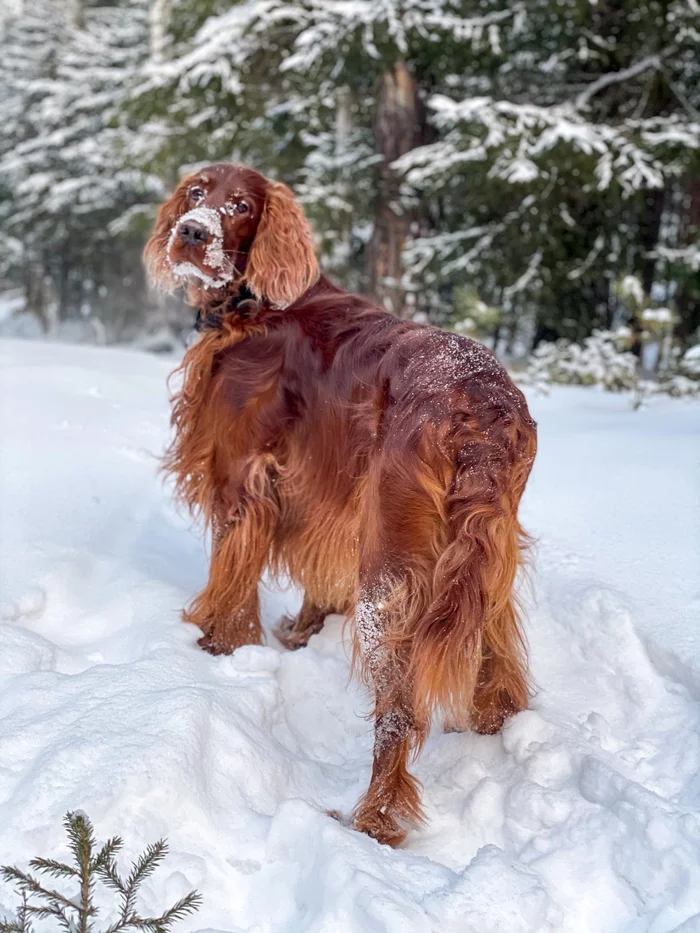 January 1, Redhead and the forest - My, Dog, Irish Setter, Setter, Forest, Krasnoyarsk, Siberia, Longpost