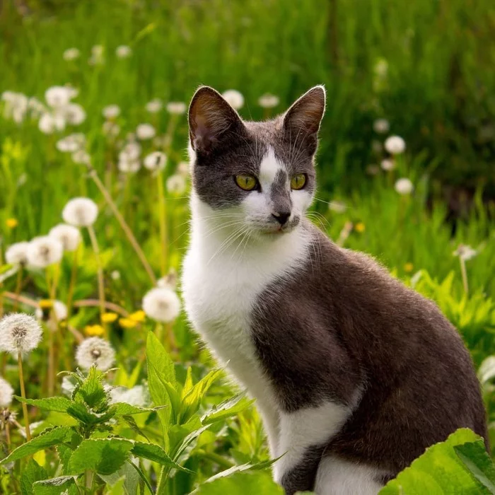 Cat in dandelions - My, cat, Spring, Nature