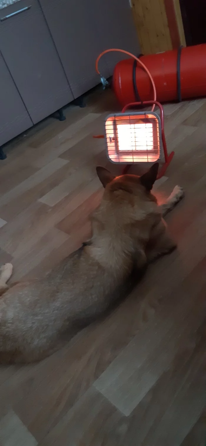 Winter... - My, Dog, Cold, Longpost, Heater