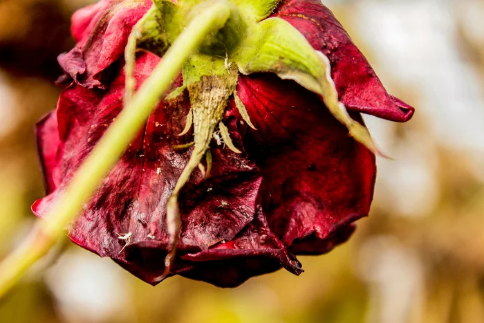 Fading Beauty - My, Flowers, the Rose, Nature, The photo