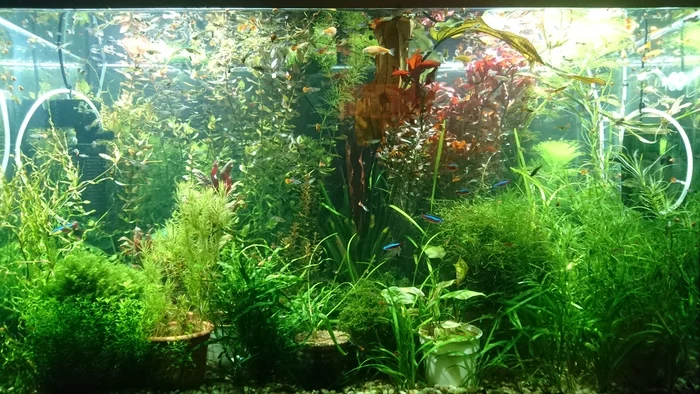 My 250 liters of happiness (my underwater garden) - My, Aquarium, Aquarium