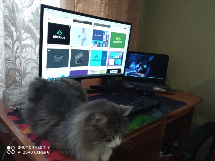 Remote quality control))) - My, cat, Work, Freelance