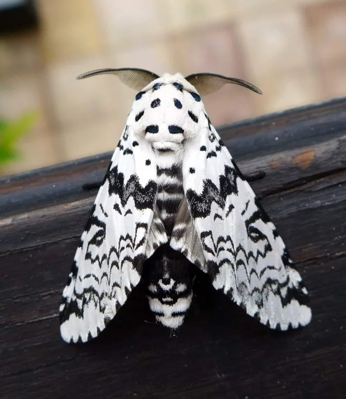 Beautiful moth - The photo, Moth, beauty, Nature, beauty of nature, Insects