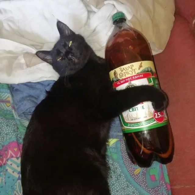 Waking up after the holidays - My, cat, Alcohol, Morning