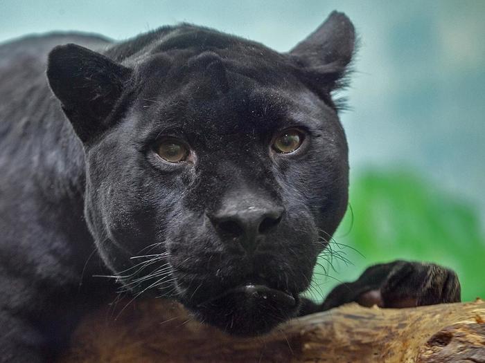 The sociable jaguar Bella from the Novosibirsk Zoo decided to play with visitors - Jaguar, Panther, Big cats, Novosibirsk Zoo, Milota, Video, Longpost, Rare view