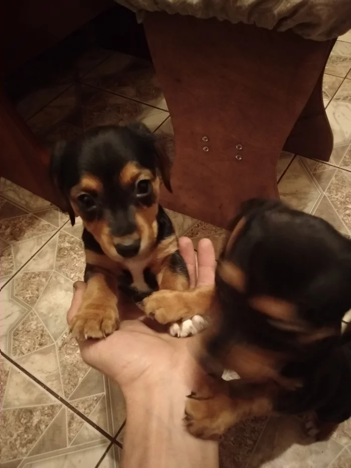 Shelter the little ones - My, Pets, Puppies, I will give, In good hands, Beagle, Miniature pinscher, Video, Longpost, Dog, No rating, Pushkino, Moscow region