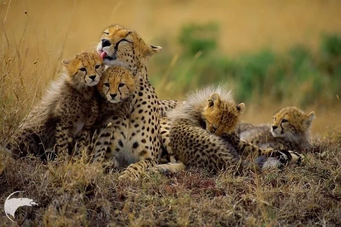 Spotted family) - Small cats, Cheetah, Milota, Young, Wild animals, The photo, Africa, wildlife