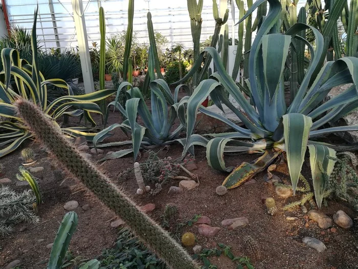 Strawberry, or almost... - My, Nature, Cactus, Milota