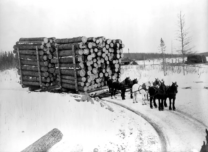 Timber truck - The photo, Black and white photo, Timber carrier, Horses, Horsepower, Sled, Log, USA, Retro