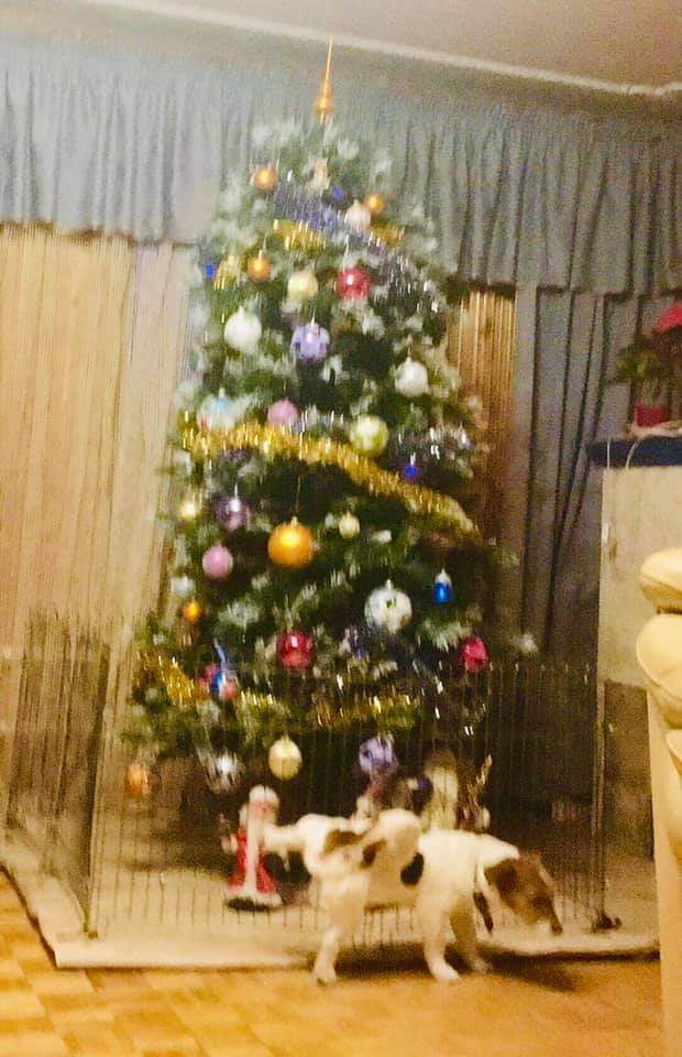 Grandfather freezes - Dog, Dog days, Jack Russell Terrier, New Year, Christmas tree, Christmas decorations