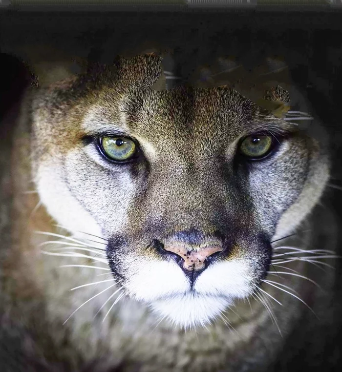 Tale of the hunter and the cougar - My, Story, Animals, Puma, Sadness, Negative, Hunting, Hunter, Big cats, , Kittens, Trap