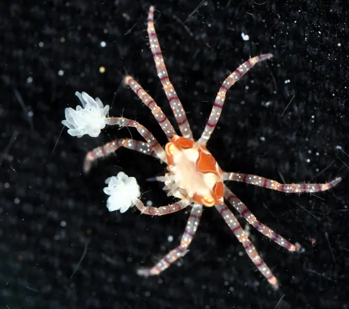 Boxer Crab: An Oscar-worthy symbiosis. Having entered into a conspiracy with an anemone, the crab became the reef's boxing champion - Animals, Crab, Symbiosis, Yandex Zen, Longpost, Animal book