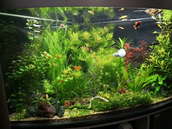 Forced restart of the aquarium, my experience - My, Aquarium, Aquarium, Restart, Bacteria, Balance, Priming, Longpost