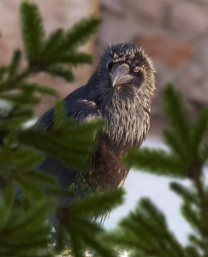 Crows are able to empathize and understand other crows - Birds, Crow, Mind, Empathy, Empathy, Scientists, Biologists, Vein, Austria, Experiment, The science, Psychological test, The national geographic, Longpost