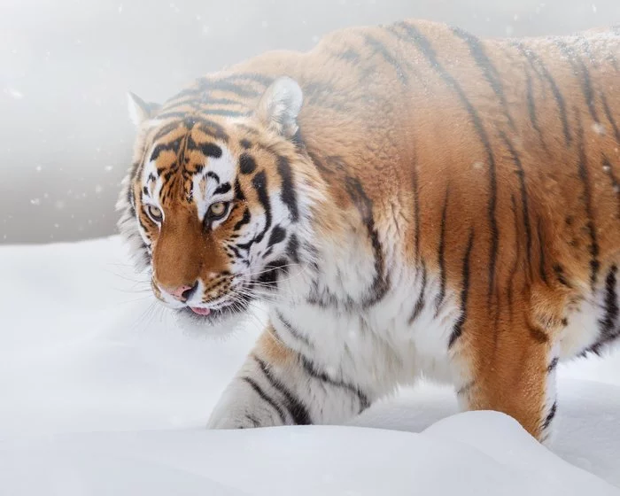 Eye to eye with a tiger - Tiger, Big cats, Amur tiger, Life stories, Meeting, Longpost, The national geographic