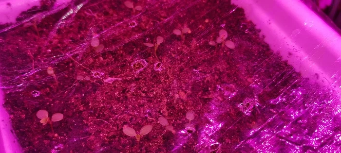 Shoots of strawberries from seeds. - My, Strawberry, Seeds, Growing, Care, Seedling, Backlight, Video, Strawberry, Strawberry plant, Strawberry (plant)
