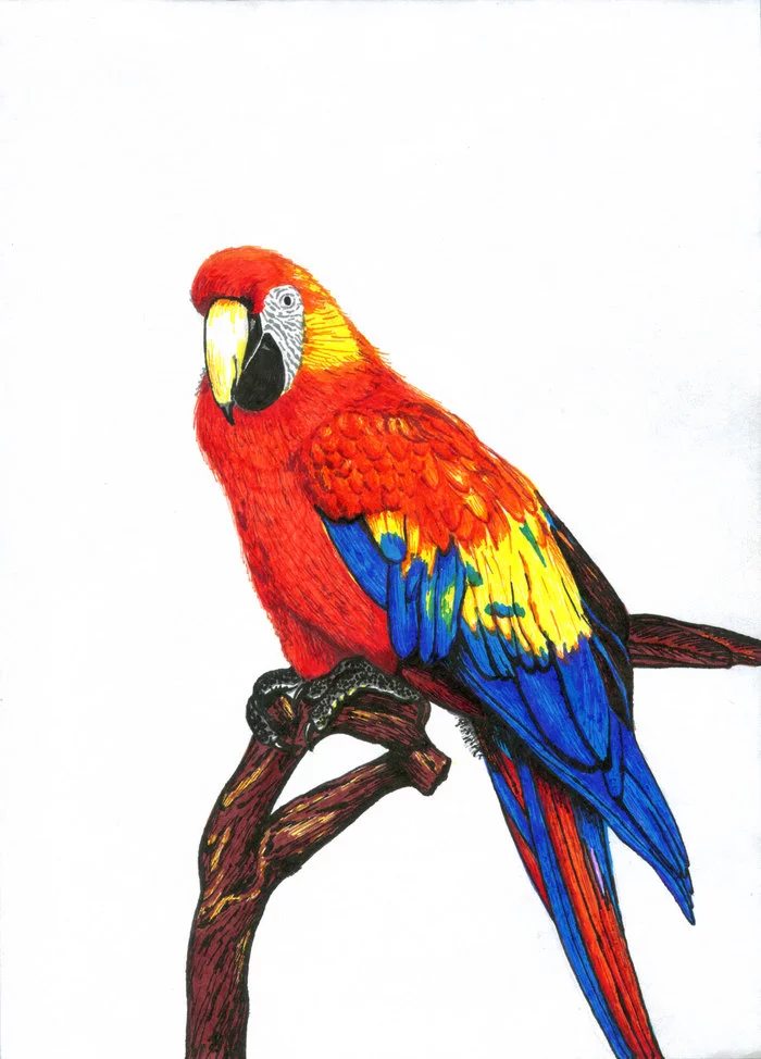 Parrot. Drawing with capillary pens - My, Drawing, Copyright, A parrot, Graphics