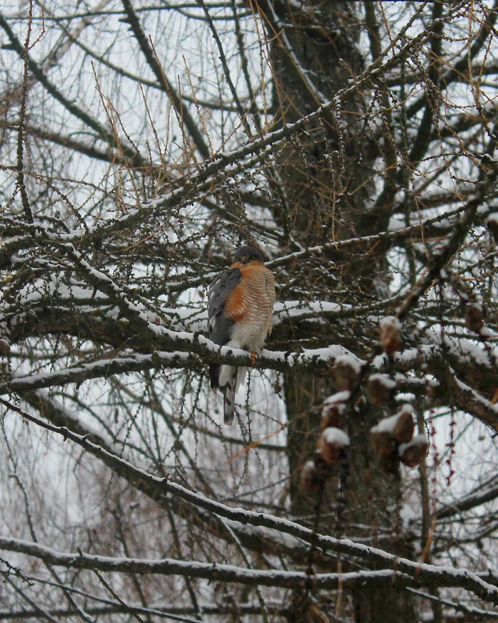 Sparrowhawk - My, Predator birds, Red Book, Hawk