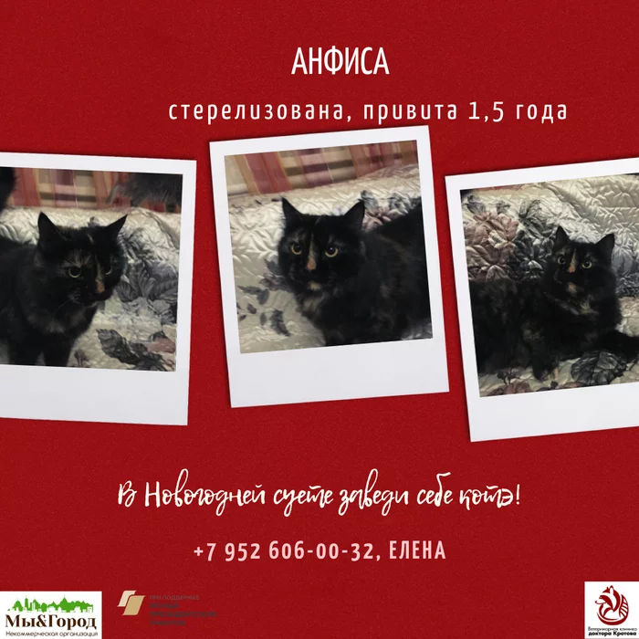 Cat Anfisa looking for a home (Rostov-on-Don - My, cat, Rostov-on-Don, In good hands, The photo, No rating