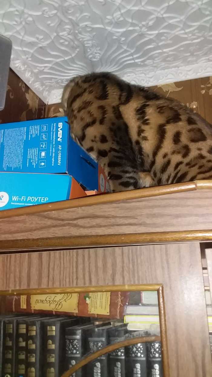 Guarding boxes and dust - My, cat, Closet, Bengal cat, Longpost