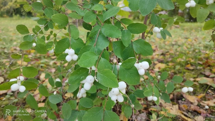 A little autumn - My, Autumn, Snowberry, Evening, Kirovo-Chepetsk, Vyatka River, Mobile photography, Longpost