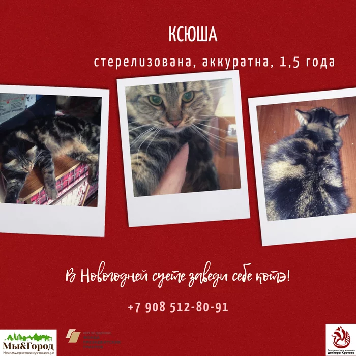 Cat Ksyusha looking for a home (Rostov-on-Don) - My, cat, In good hands, Rostov-on-Don, The photo, No rating