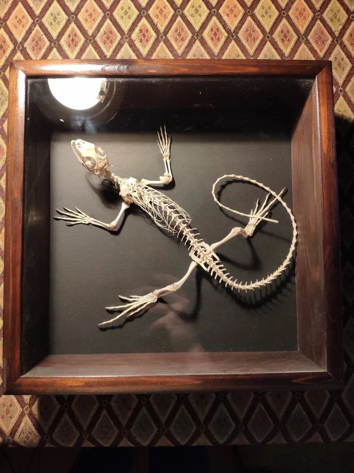 iguana skeleton - My, Animals, Lizard, Iguana, Skeleton, Osteology, Taxidermy, Needlework without process, Hobby, Longpost